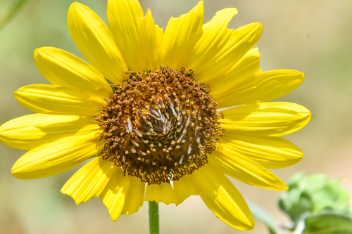 Common sunflower (Helianthus annuus)