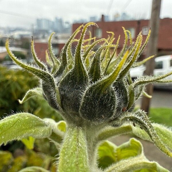 Common sunflower (Helianthus annuus)