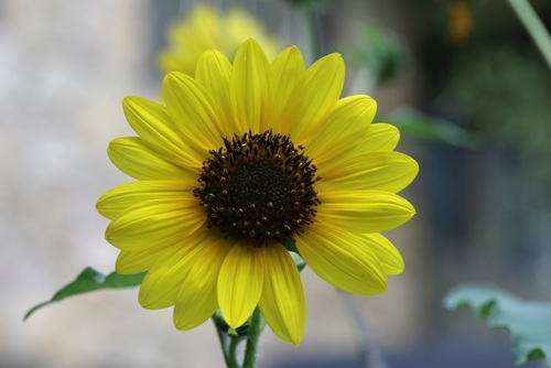 Common sunflower (Helianthus annuus)