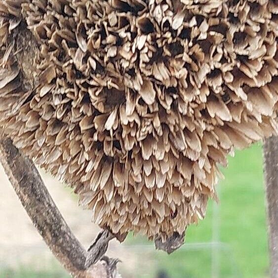 Common sunflower (Helianthus annuus)