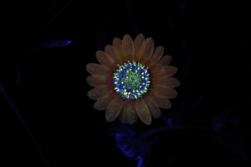 Common sunflower (Helianthus annuus)