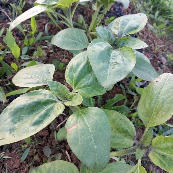 Common sunflower (Helianthus annuus)