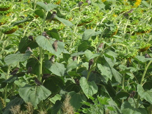 Common sunflower (Helianthus annuus)