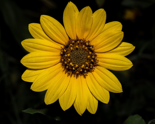Common sunflower