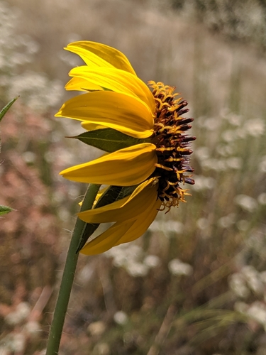 Serpentine sunflower (Helianthus bolanderi)