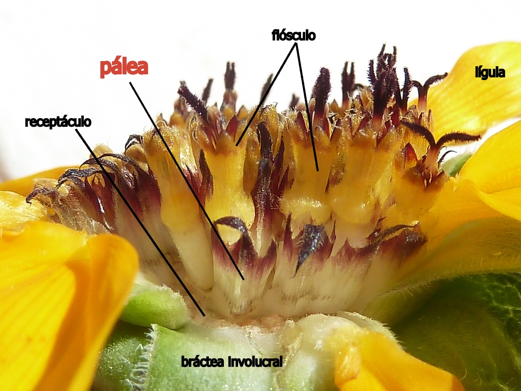 Serpentine sunflower: Helianthus sp. ex. gr. bolanderi : Anatomía del capítulo (se han quitado unas cuantas flores para una mejor visión) - Paseo de la Constitución, cultivado/orname