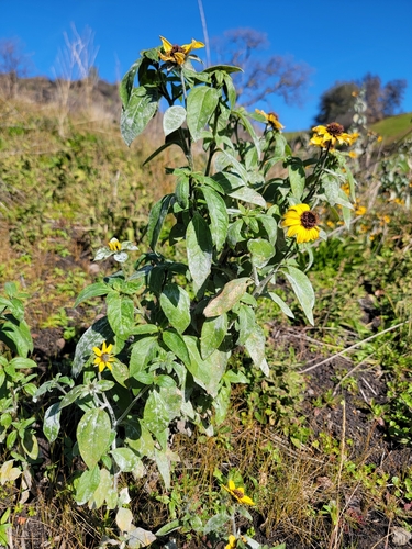 Serpentine sunflower (Helianthus bolanderi)