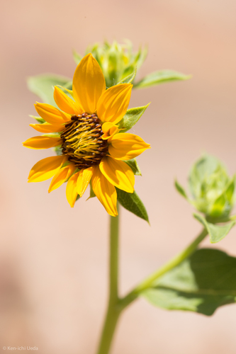 Serpentine sunflower (Helianthus bolanderi)
