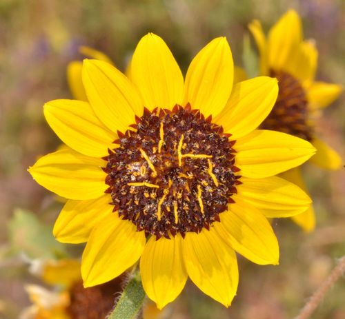 Serpentine sunflower (Helianthus bolanderi)