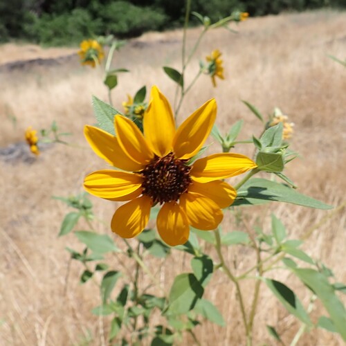 Serpentine sunflower (Helianthus bolanderi)