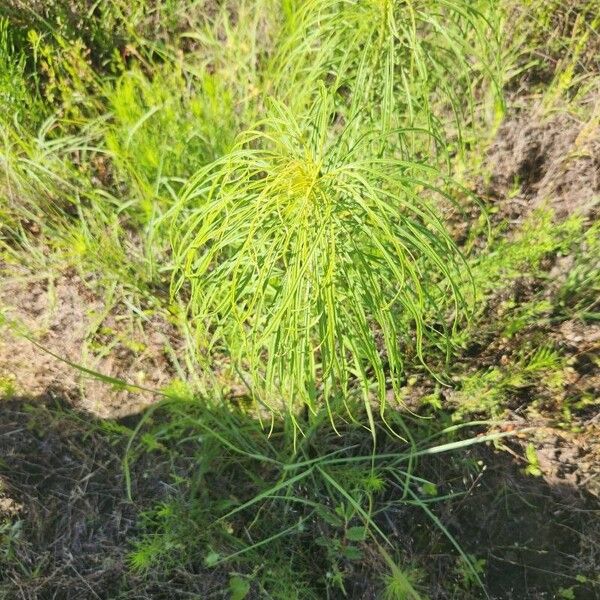Willowleaf sunflower (Helianthus salicifolius)