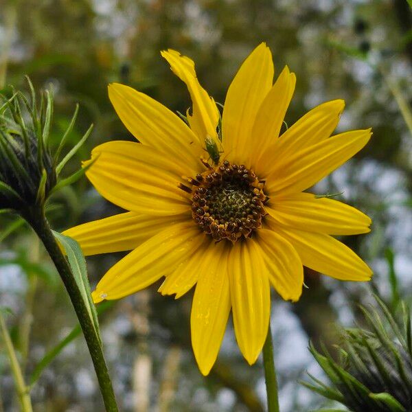 Willowleaf sunflower (Helianthus salicifolius)