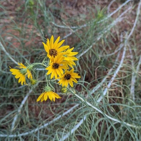 Willowleaf sunflower (Helianthus salicifolius)