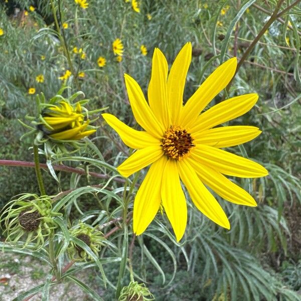 Willowleaf sunflower (Helianthus salicifolius)