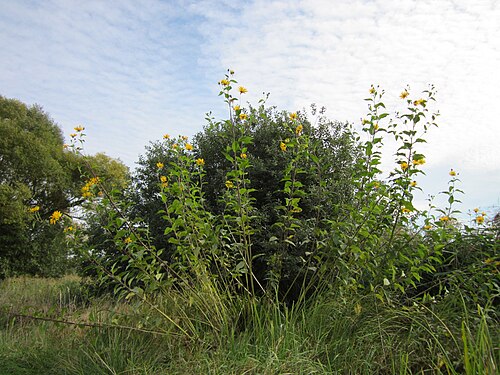 Jerusalem artichoke: Topinambur ( Helianthus tuberosus ) im Naturschutzgebiet Bachwiesen/Leopoldswiesen