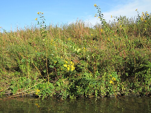 Jerusalem artichoke: Topinambur (Helianthus tuberosus) an der Saar oberhalb der Ostspange
