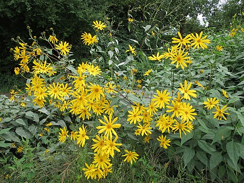Jerusalem artichoke: Topinambur ( Helianthus tuberosus ) bei Hockenheim