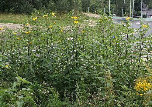Jerusalem artichoke: Helianthus tuberosus at roadside in Szczecin Podjuchy