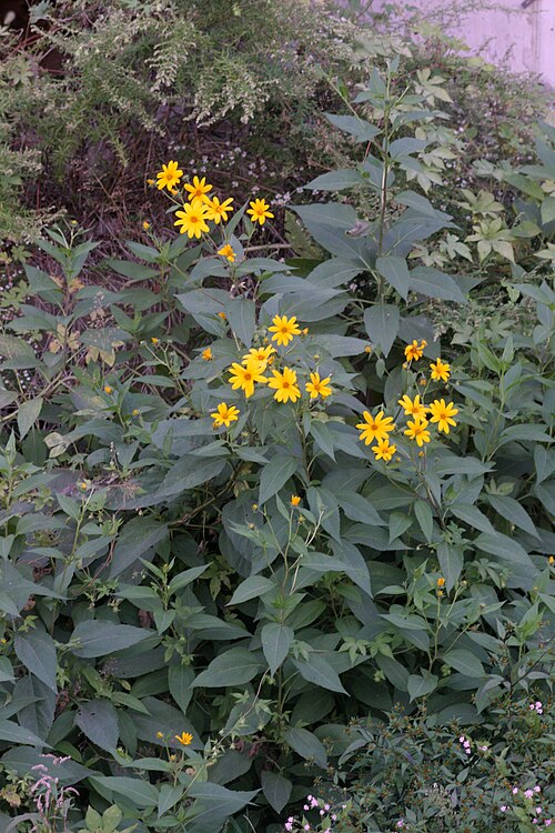 Jerusalem artichoke: Helianthus tuberosus in Ilsan, Korea