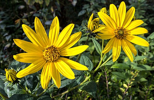 Jerusalem artichoke: Fleurs de Topinambour