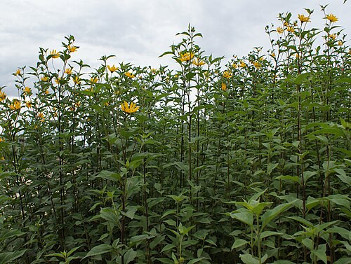 Jerusalem artichoke: Helianthus tuberosus