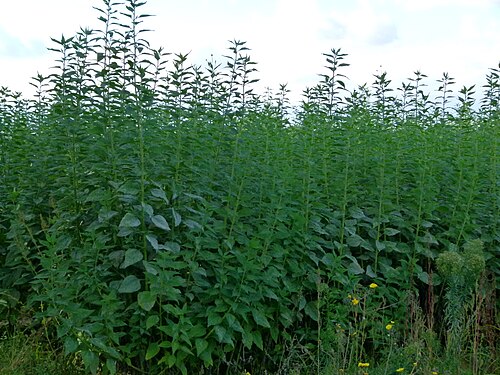 Jerusalem artichoke: Champ de topinambours