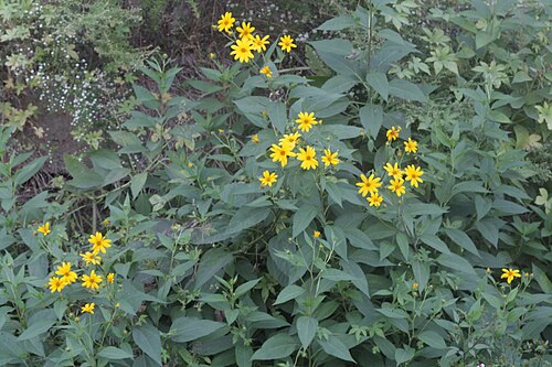 Jerusalem artichoke: Helianthus tuberosus
