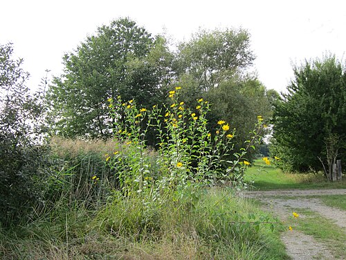 Jerusalem artichoke: Topinambur ( Helianthus tuberosus ) im Naturschutzgebiet Bachwiesen/Leopoldswiesen