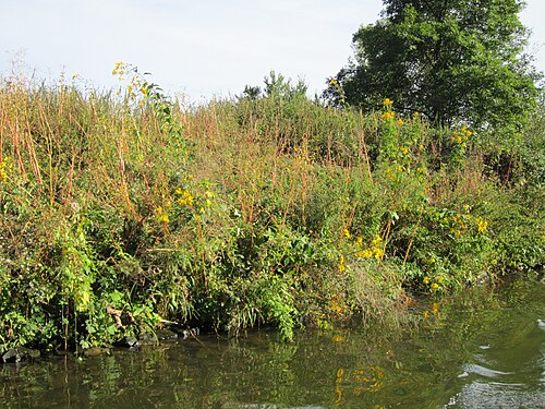 Jerusalem artichoke: Topinambur (Helianthus tuberosus) an der Saar oberhalb der Ostspange