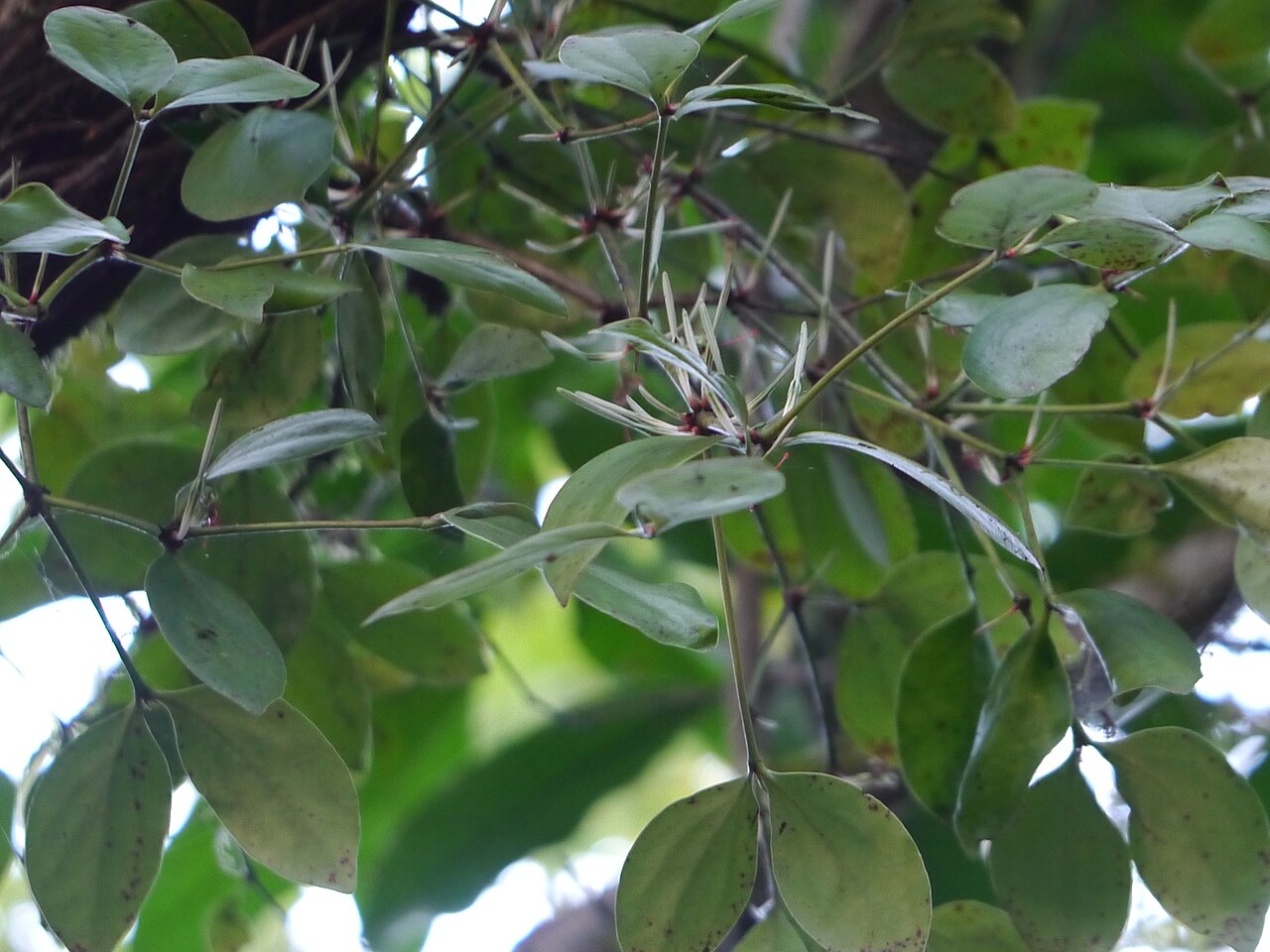 Helicanthes elasticus: Helicanthes elasticus (Desv.) Danser