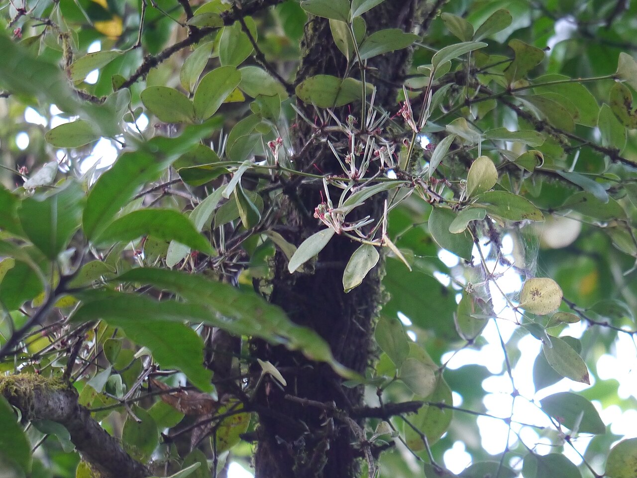 Helicanthes elasticus: Helicanthes elasticus (Desv.) Danser