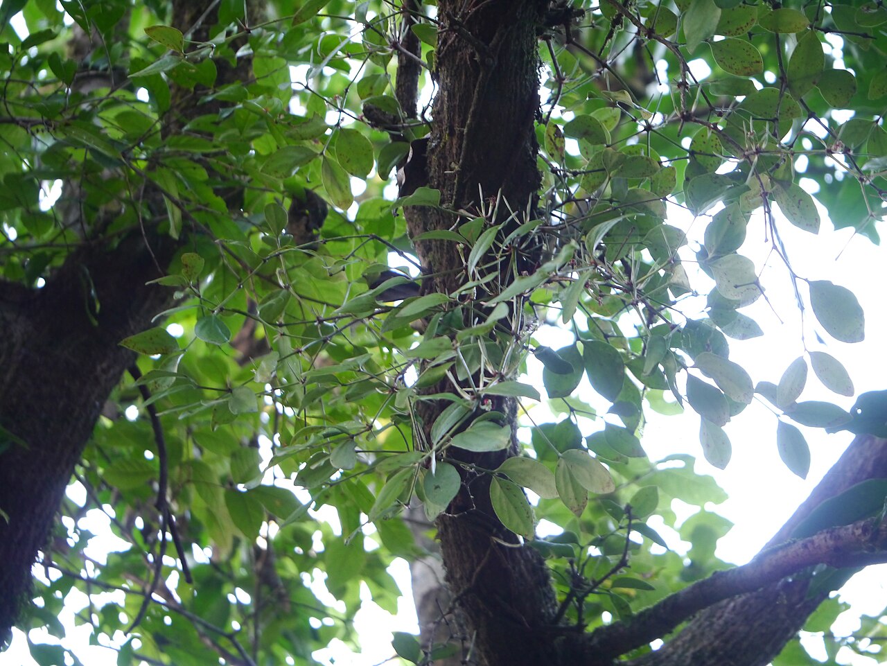 Helicanthes elasticus: Helicanthes elasticus (Desv.) Danser