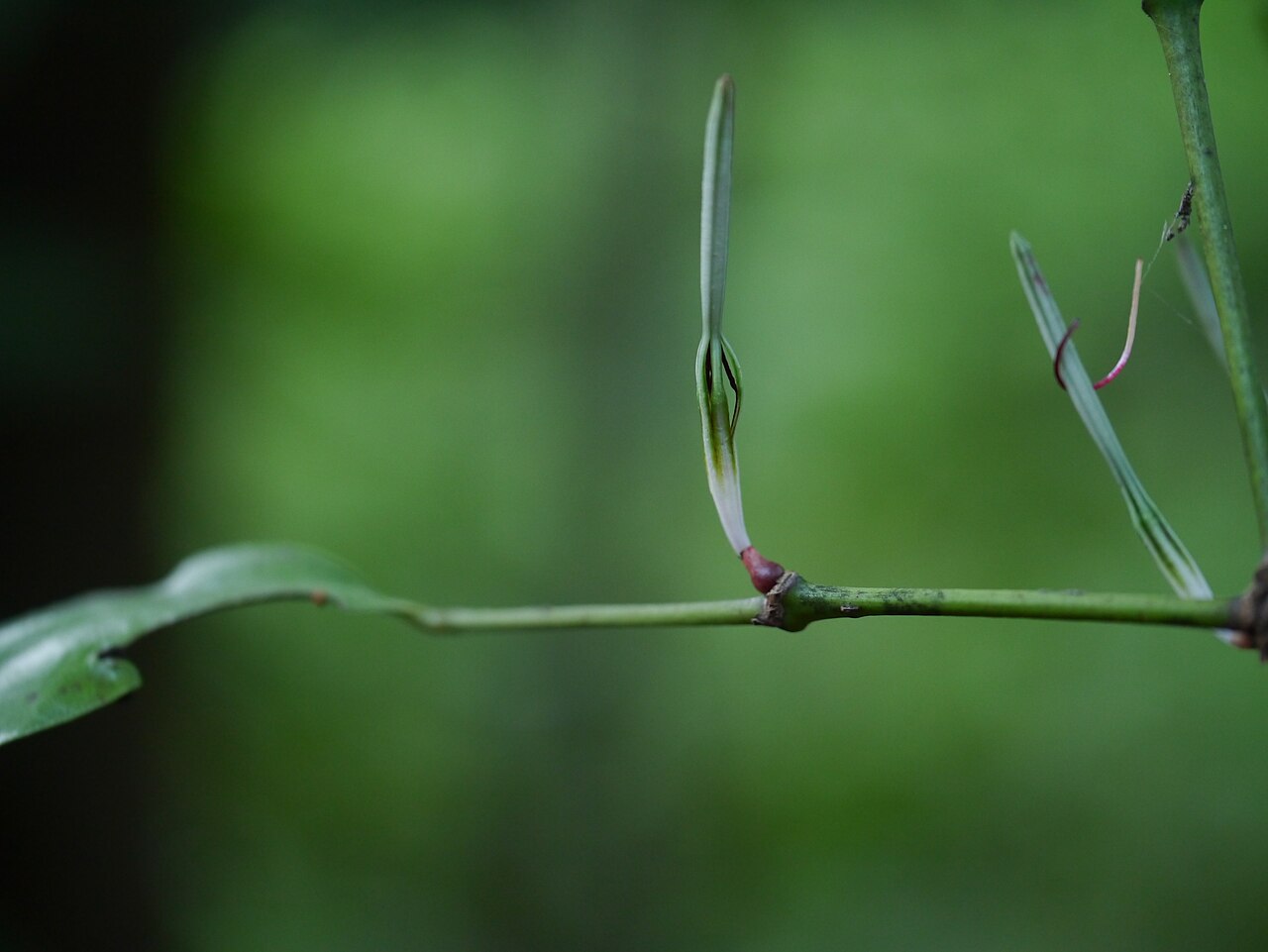 Helicanthes elasticus: Helicanthes elasticus (Desv.) Danser