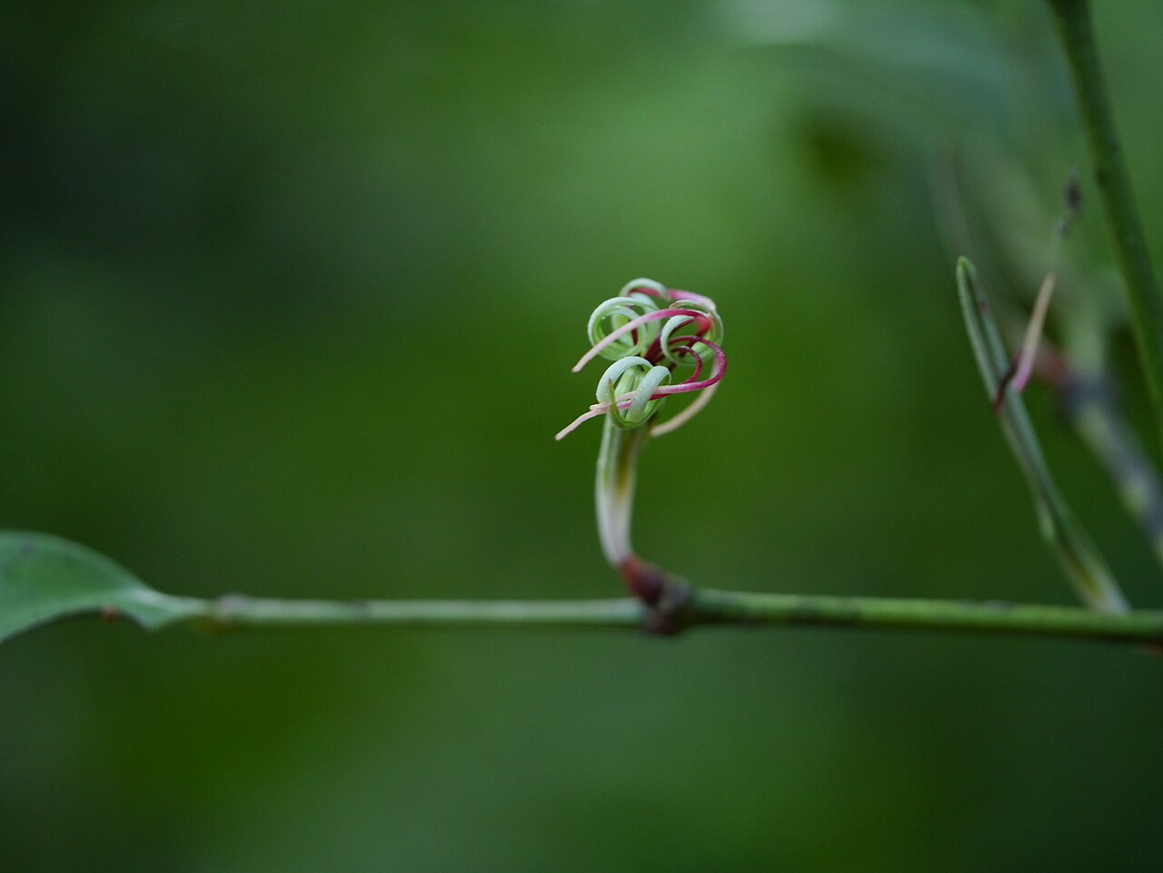 Helicanthes elasticus: Helicanthes elasticus (Desv.) Danser