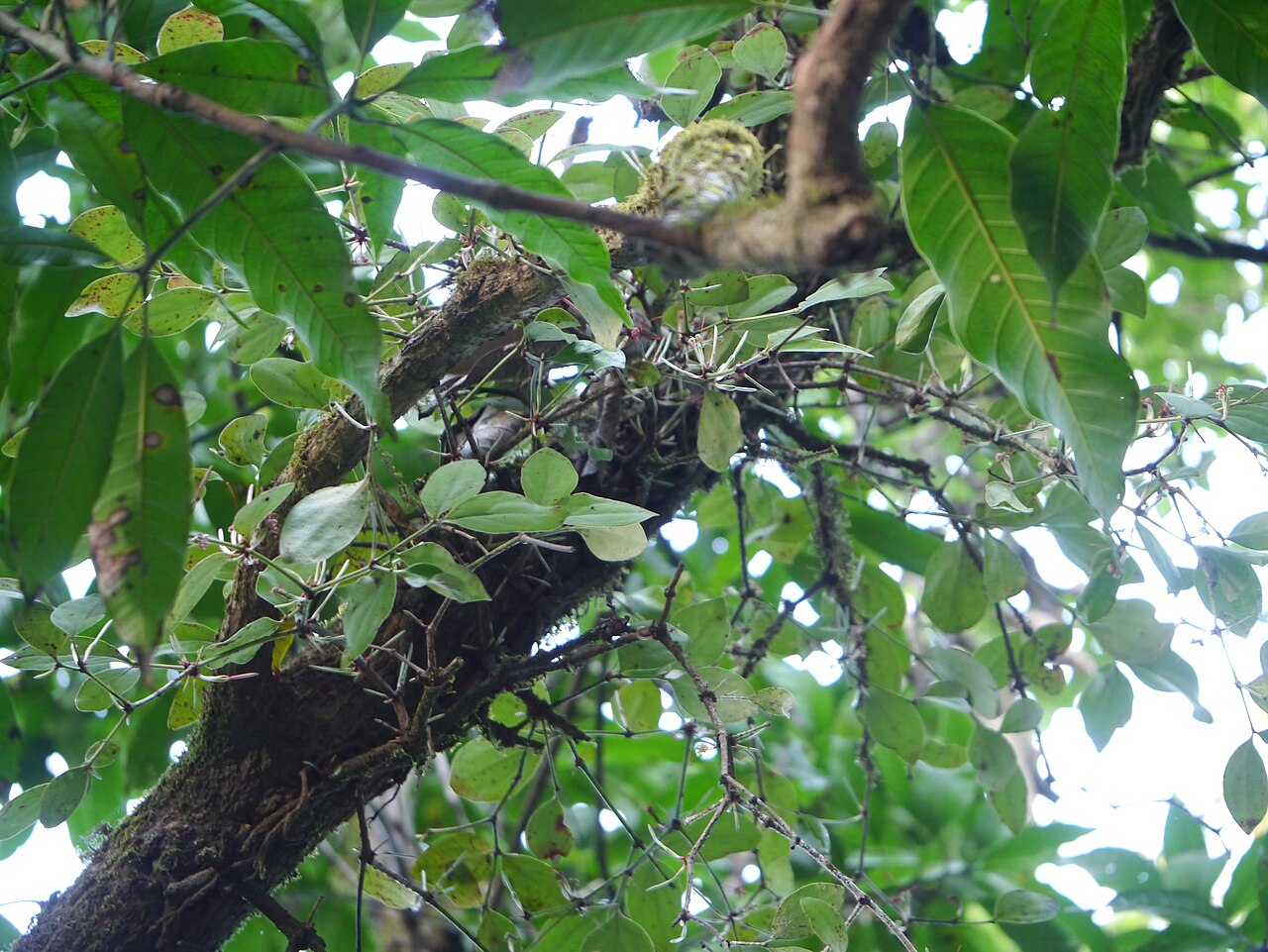 Helicanthes elasticus: Helicanthes elasticus (Desv.) Danser