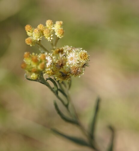 Strawflower (Helichrysum arenarium)
