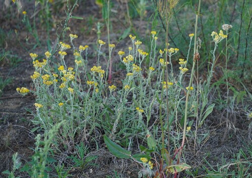 Strawflower (Helichrysum arenarium)