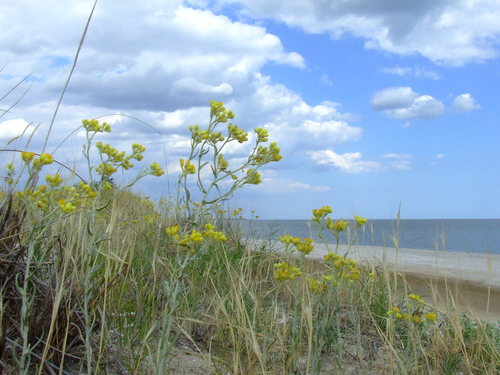 Strawflower (Helichrysum arenarium)