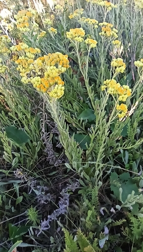 Strawflower (Helichrysum arenarium)