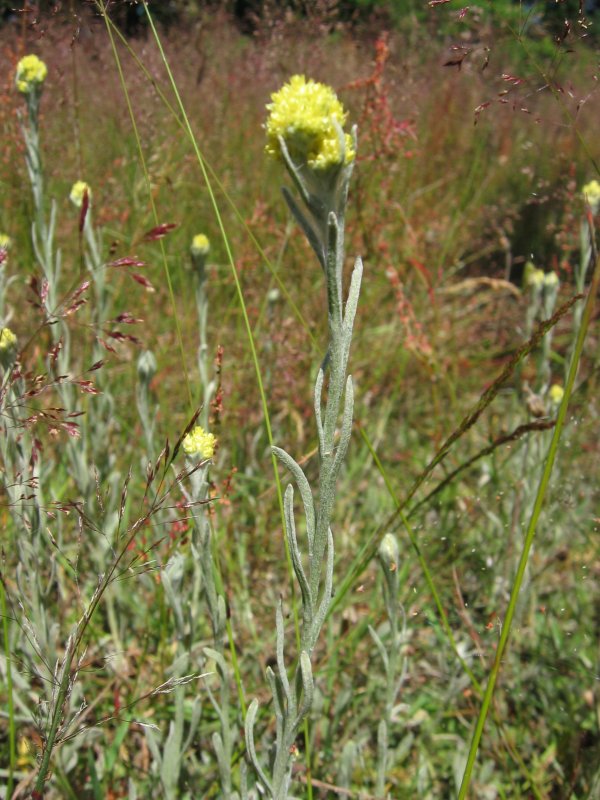 Strawflower: Sand-Strohblume Helichrysum arenarium , Müritz-Gebiet