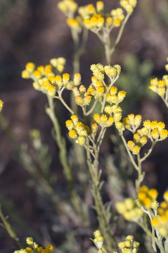 Strawflower (Helichrysum arenarium)
