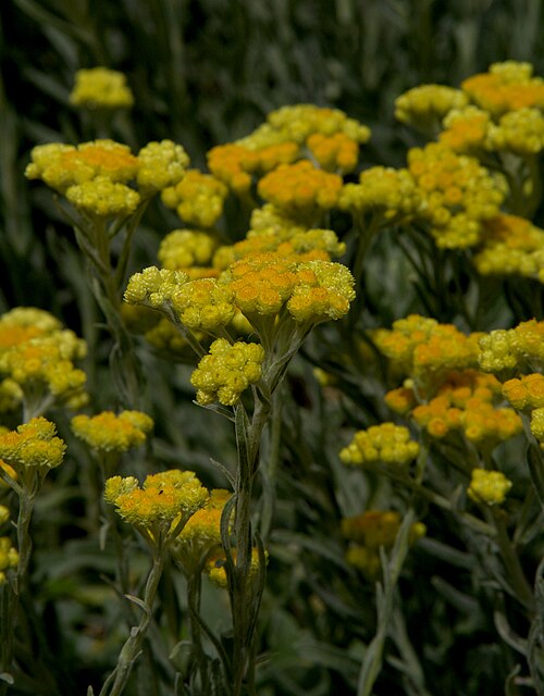 Strawflower: Helichrysum arenarium . Botaniska trädgården i Uppsala.