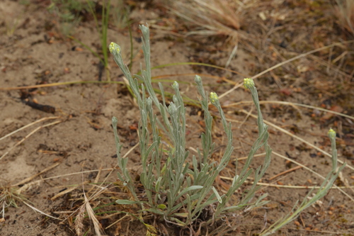 Strawflower (Helichrysum arenarium)