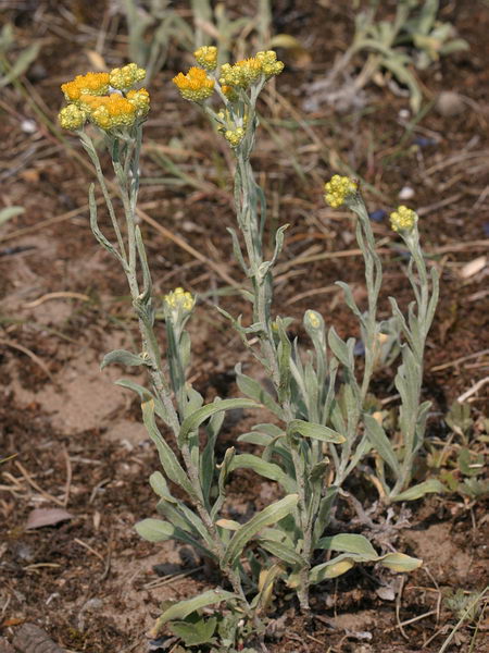 Strawflower (Helichrysum arenarium)