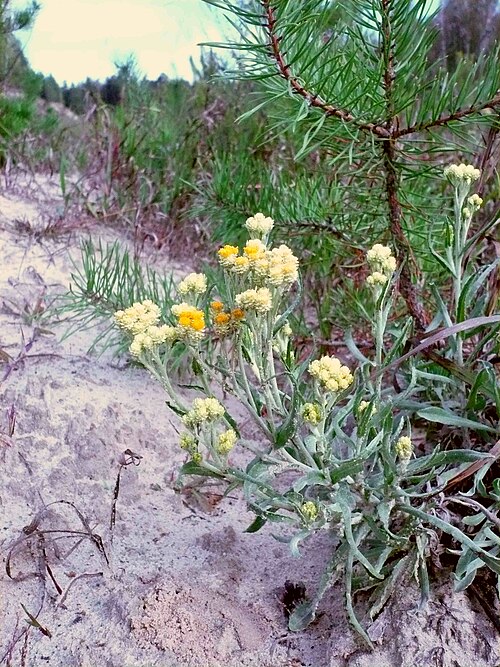 Strawflower: Цмин песчаный, Никоново, Пензенская область, Россия