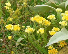Helichrysum plicatum (Helichrysum plicatum)