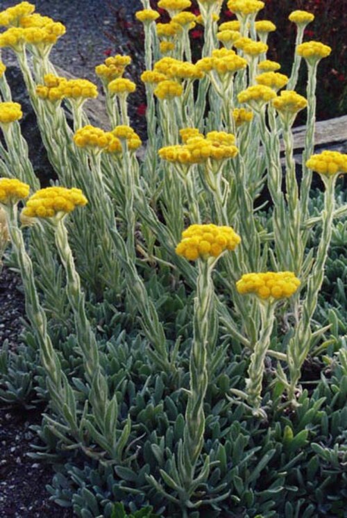 Helichrysum plicatum: Helichrysum plicatum subsp. plicatum