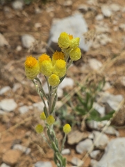 Helichrysum plicatum (Helichrysum plicatum)