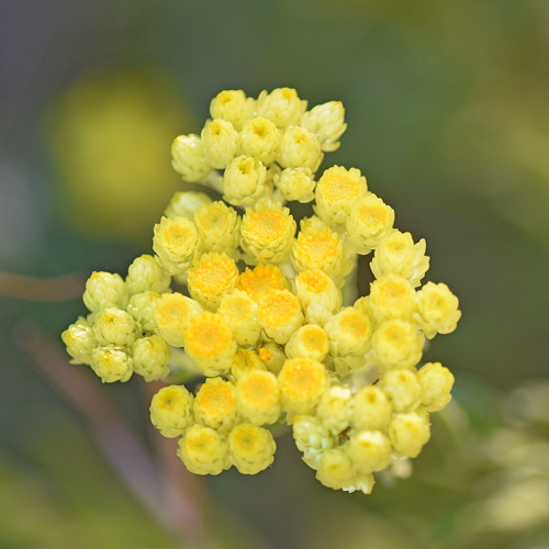 Helichrysum plicatum (Helichrysum plicatum)