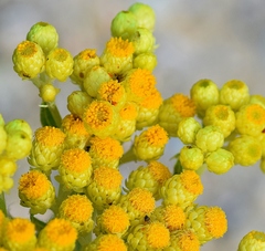 Helichrysum plicatum (Helichrysum plicatum)
